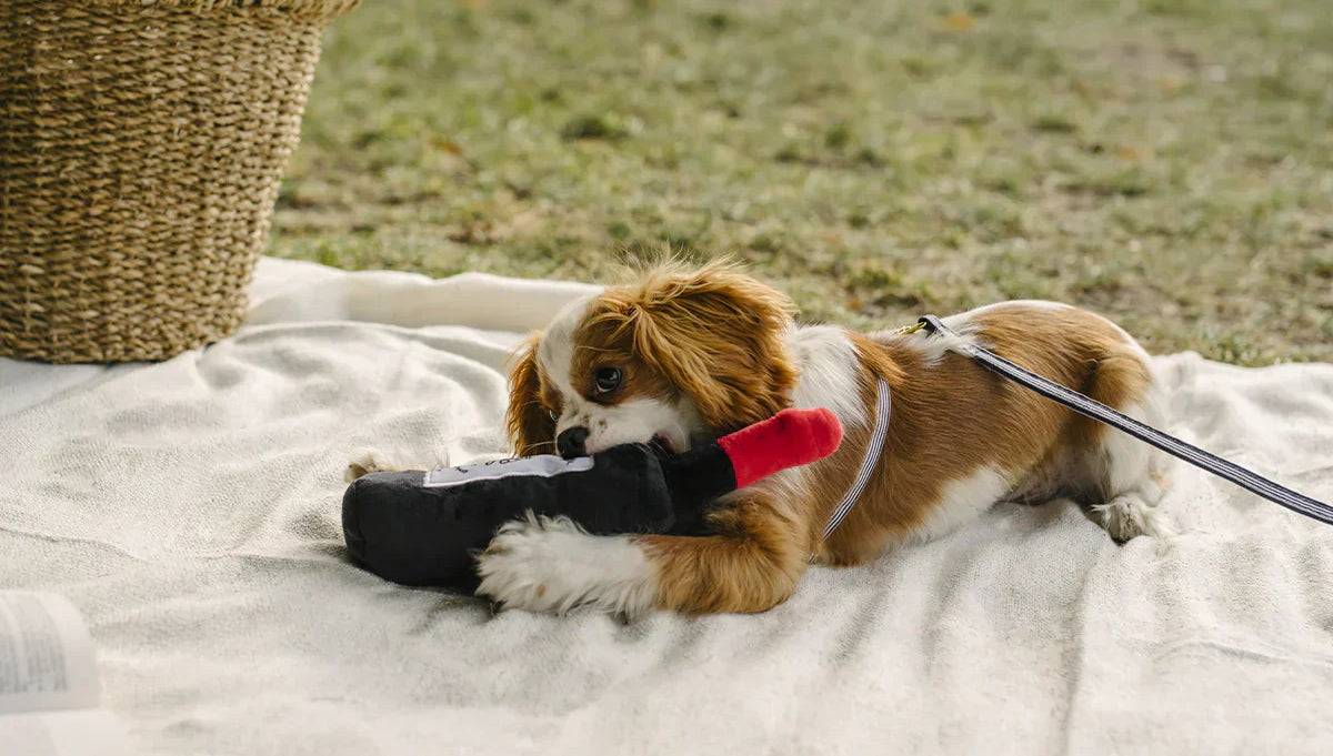 BANDIT : la marque française qui réinvente les accessoires pour chiens et chats