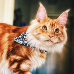 Bandana Chat - Wild Wild Wouf