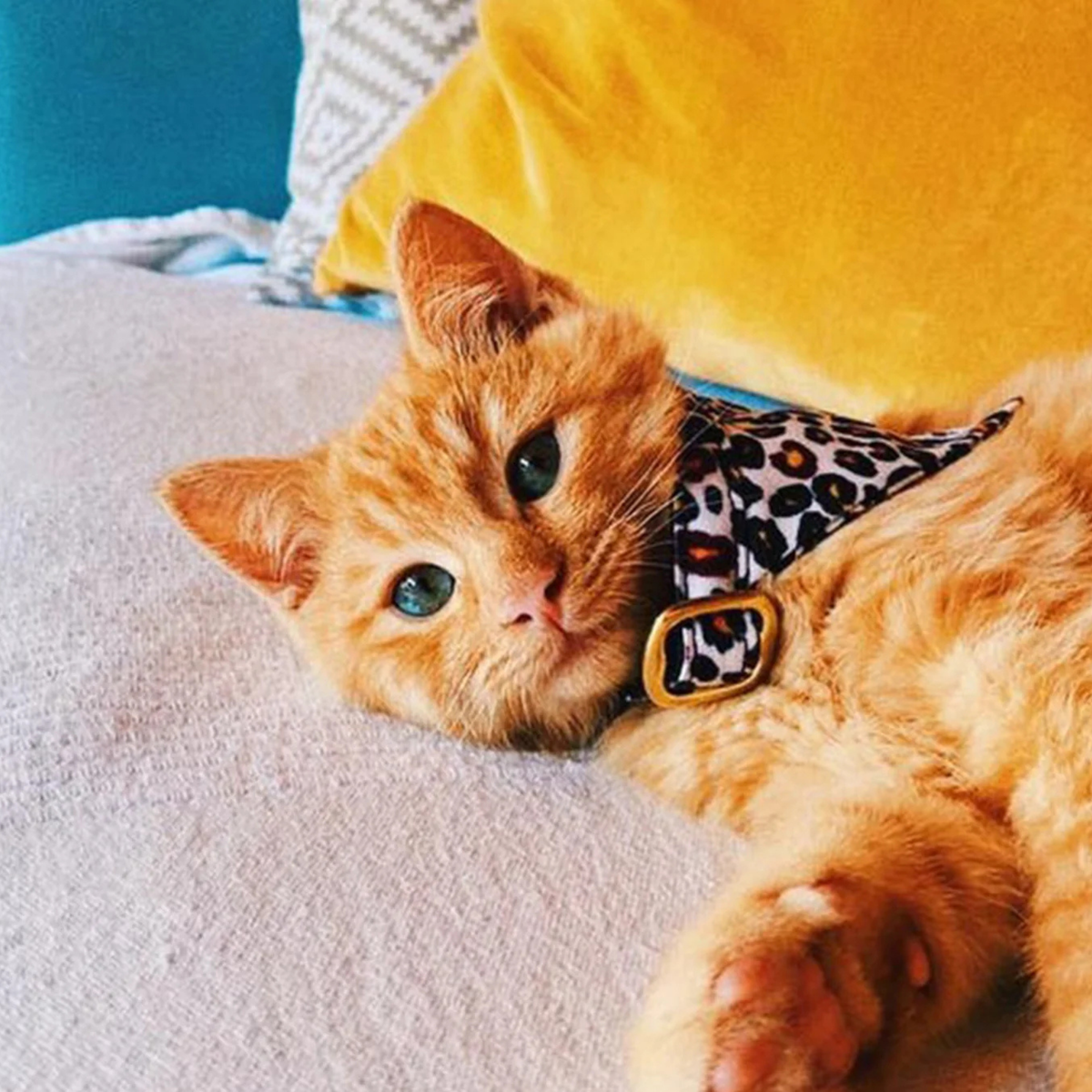 Bandana Chat - Wild Wild Wouf