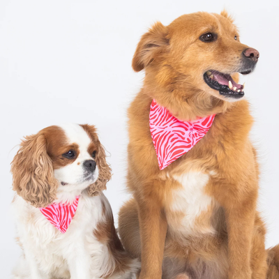 Bandana Chien - Pink Zebra