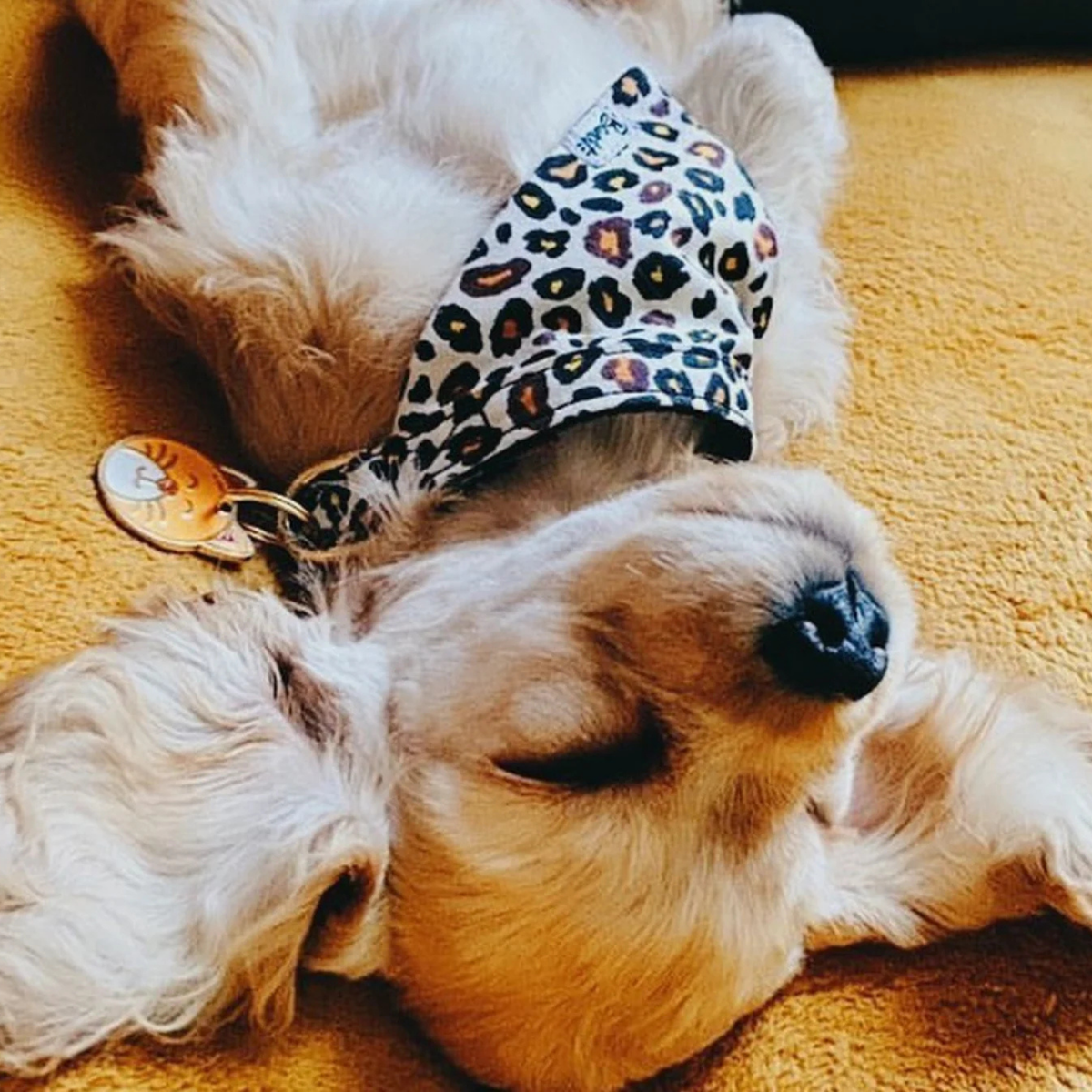 Bandana Chien - Wild Wild Wouf