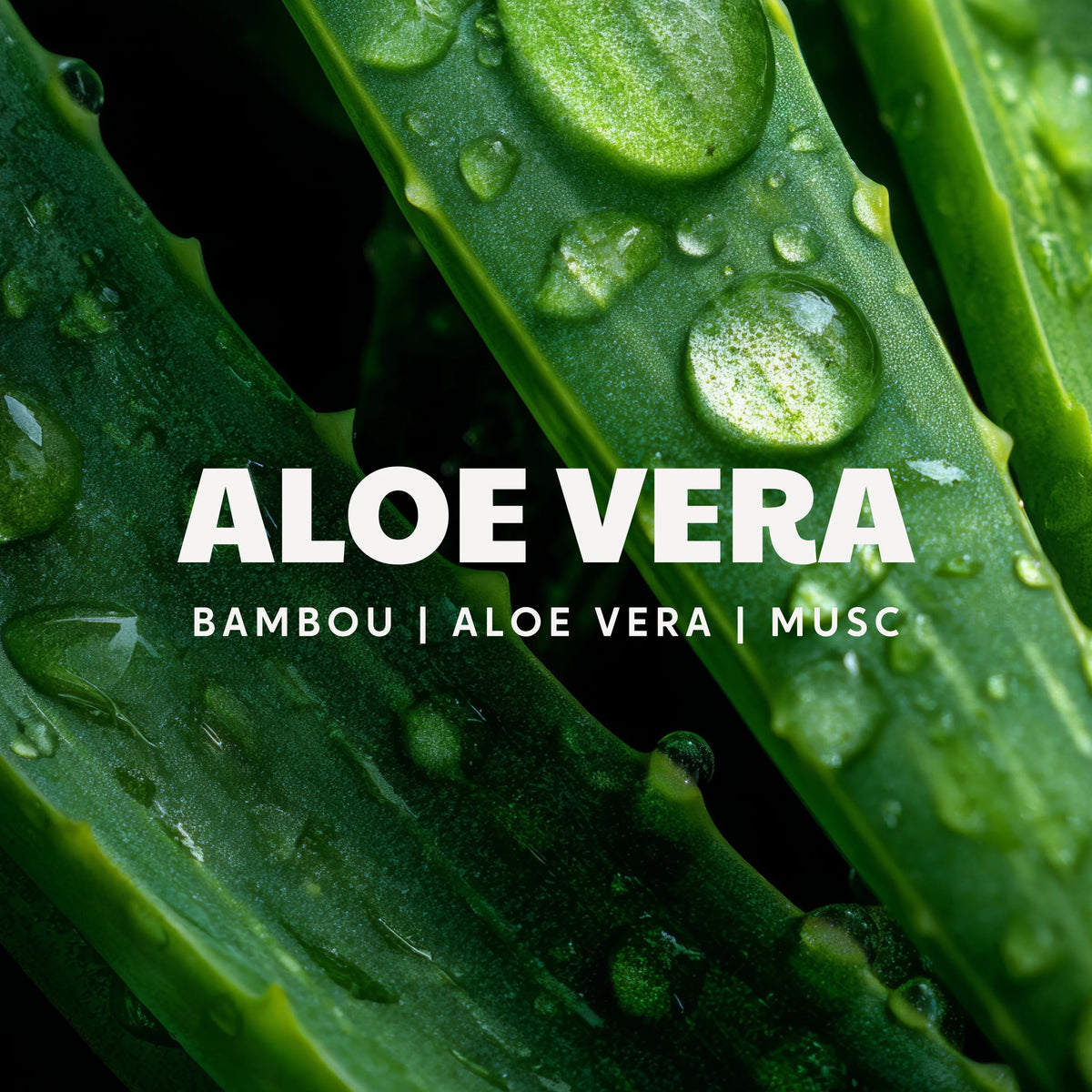 Bougie Trendy - Aloe Vera