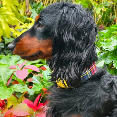 Collier Chien - Oh My Lord