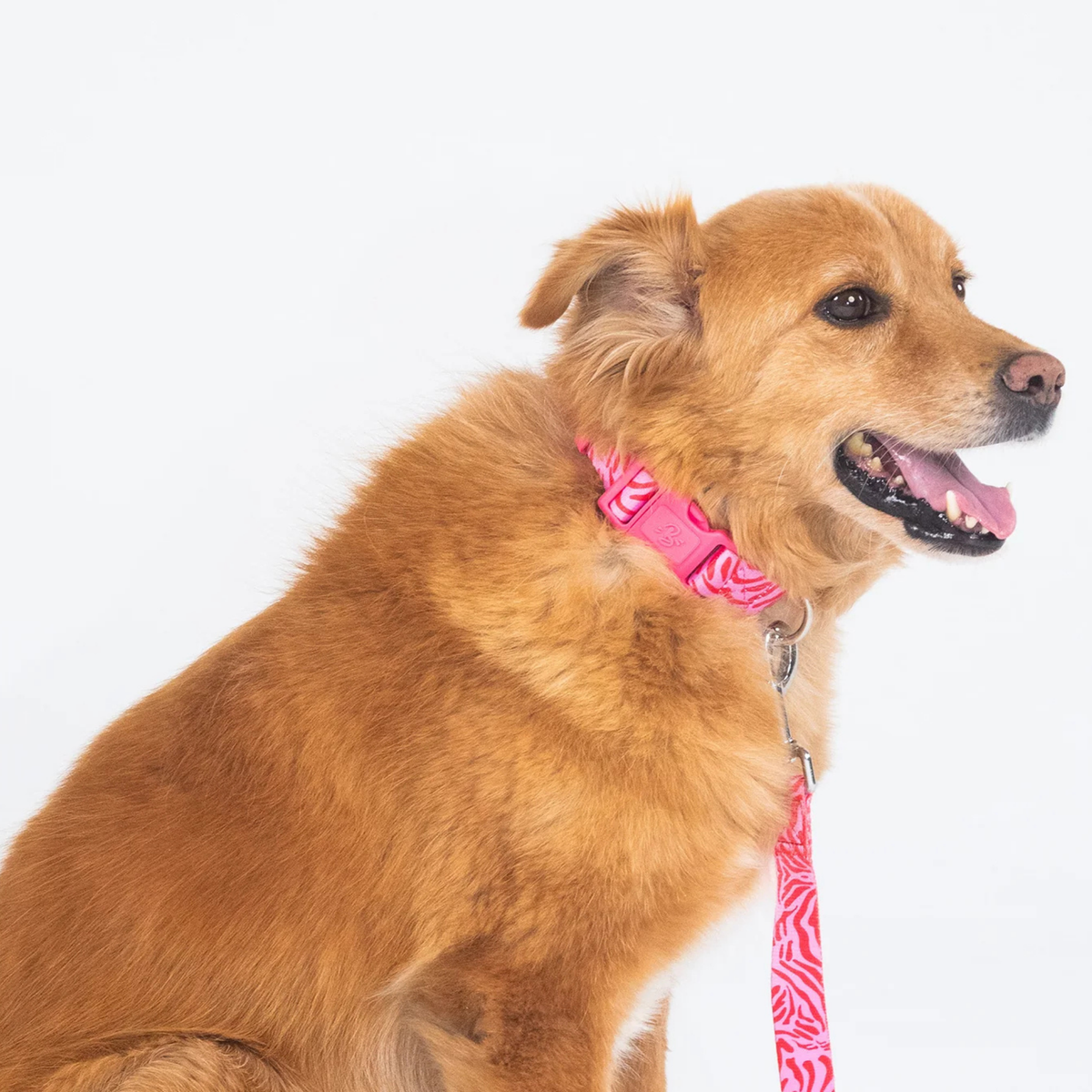 Collier Chien - Pink Zebra