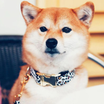 Collier Chien - Wild Wild Wouf