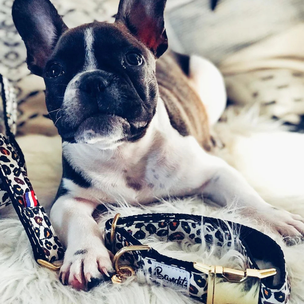 Collier Chien - Wild Wild Wouf