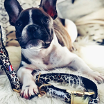 Collier Chien - Wild Wild Wouf