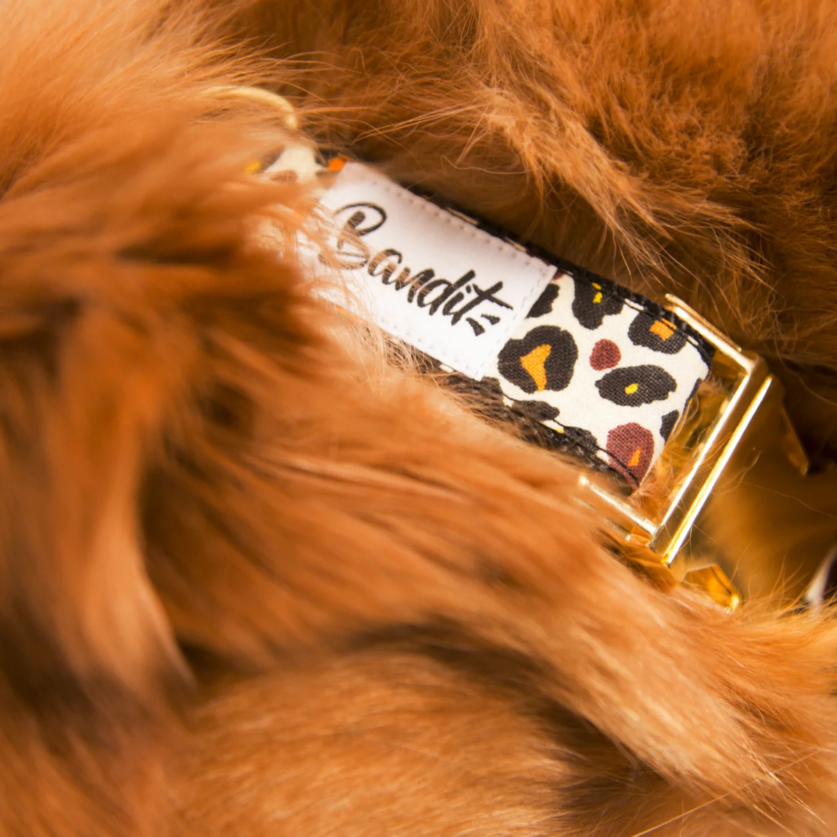 Collier Chien - Wild Wild Wouf