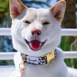 Collier Chien - Wild Wild Wouf