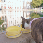Gamelle Rétractable Chien & Chat - Jaune