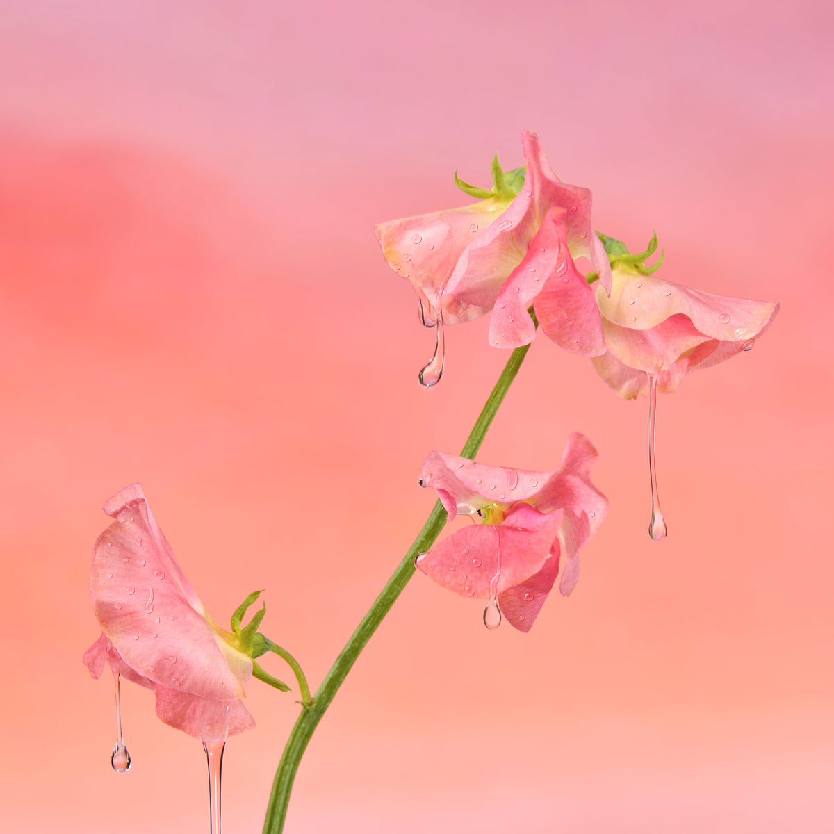 Huile corps - Sweet Sunday