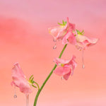 Huile corps - Sweet Sunday
