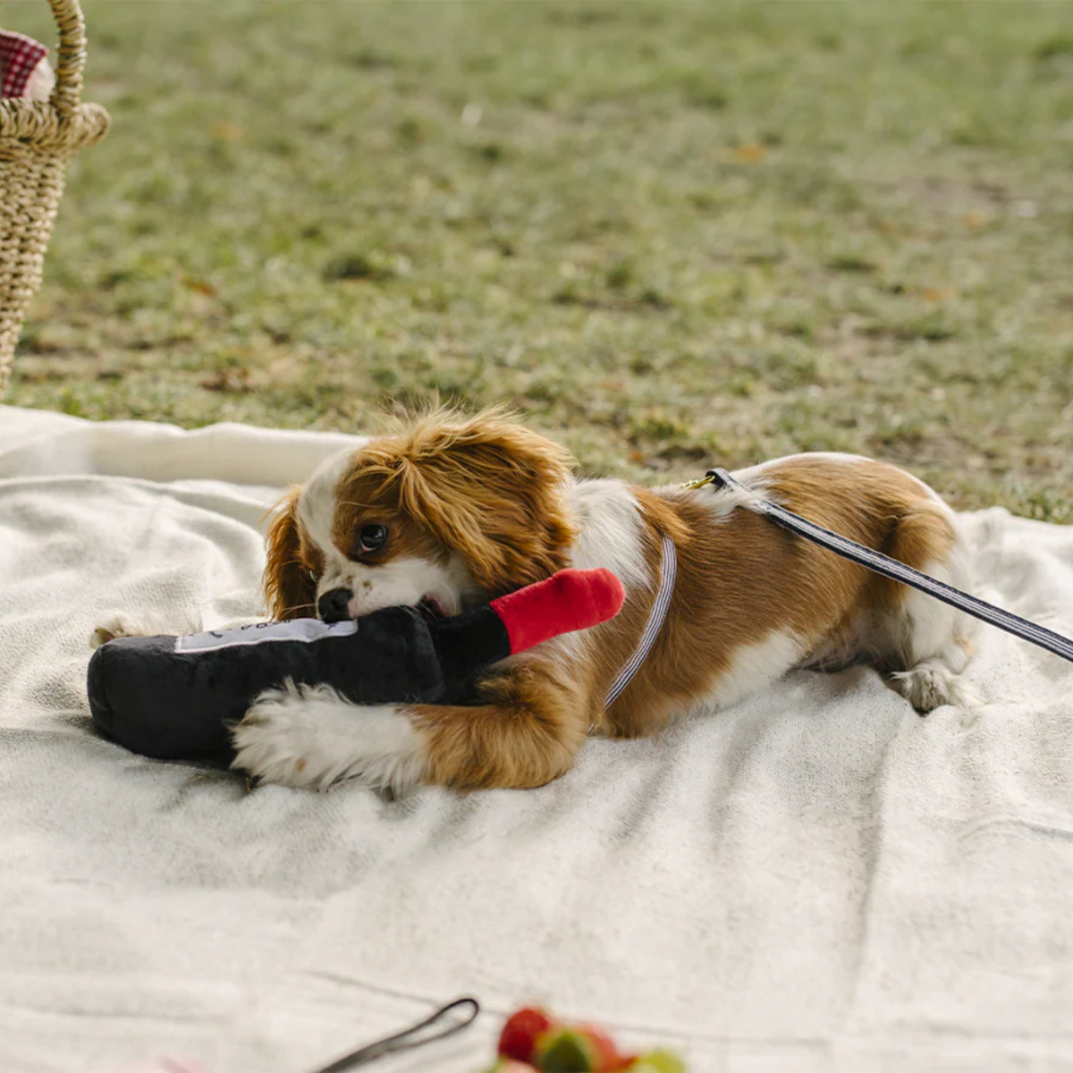 Jouet Chien - Bouteille