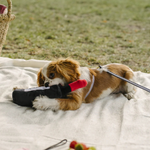 Jouet Chien - Bouteille