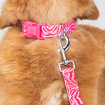 Laisse Chien - Pink Zebra