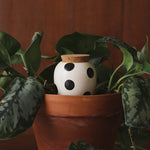 Olla Pois noirs 25cl
