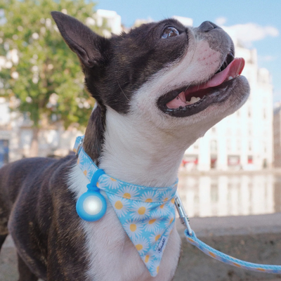 Pendentif lumineux Chien - Bleu
