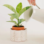 Pot autonome Paulita - Vert